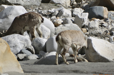 Source of the Ganges