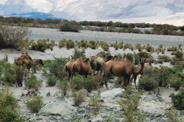 Ladakh