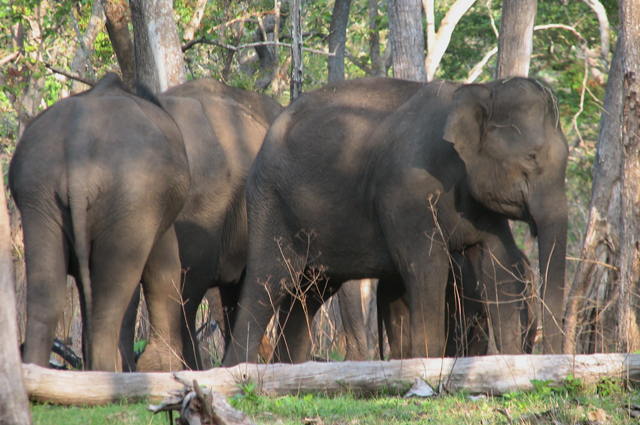 Wildlife