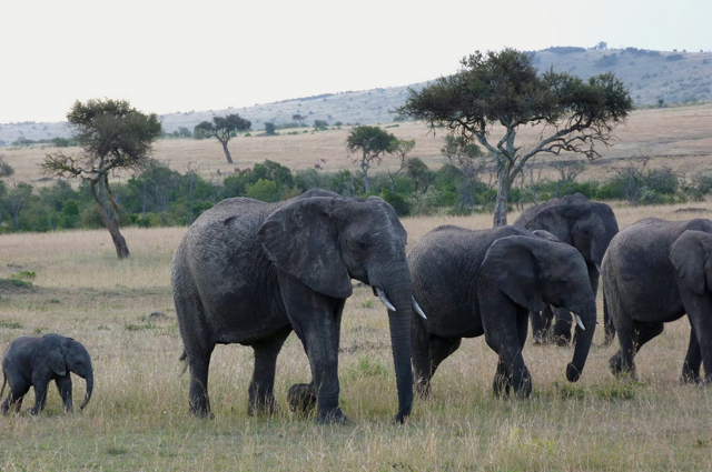 Wildlife
